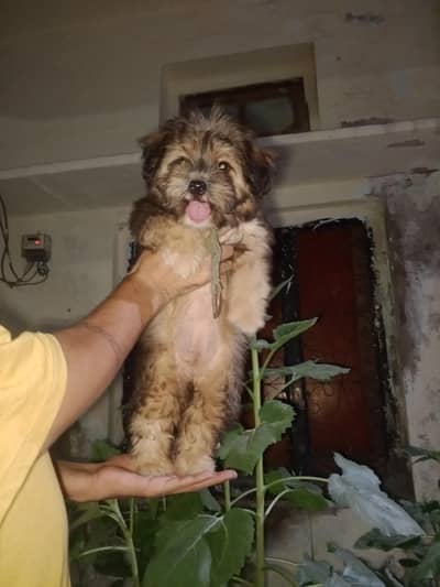 unique color ma shitzu female puppy for sale
