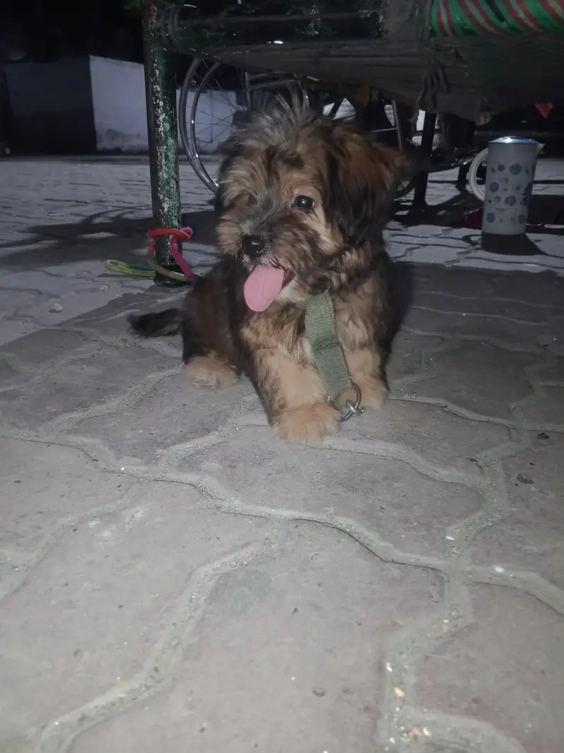 unique color ma shitzu female puppy for sale — photo 2