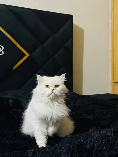 Persian ,;cat ;