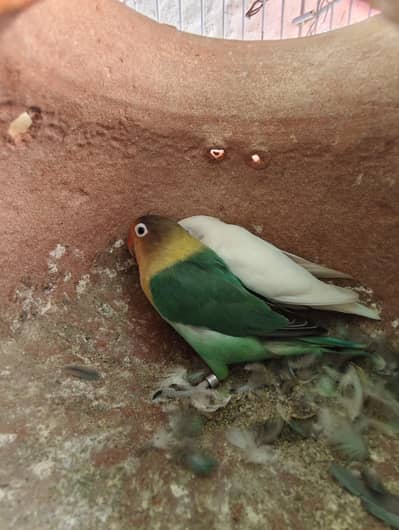 breeder pair urgent sell