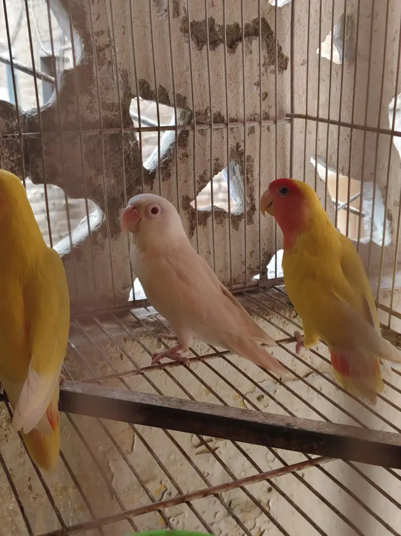 breeder pair urgent sell — photo 2