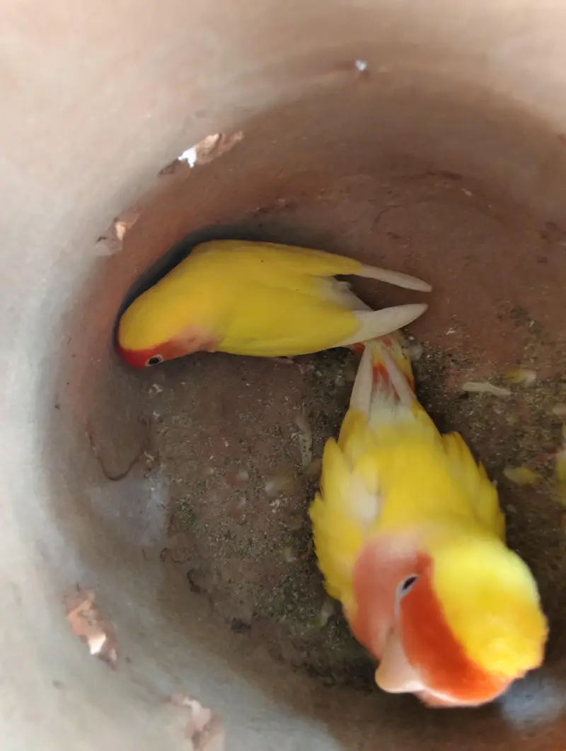 breeder pair urgent sell — photo 3