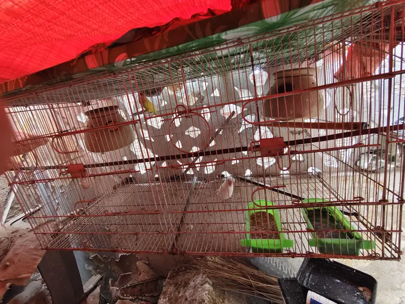 breeder pair urgent sell — photo 4