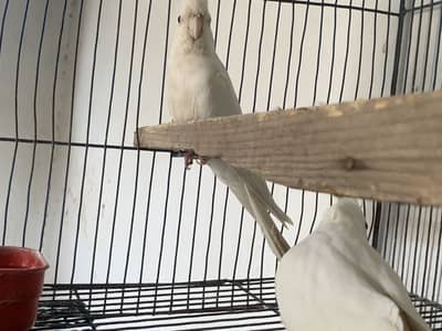 Albino Red eyes cocktail for sale