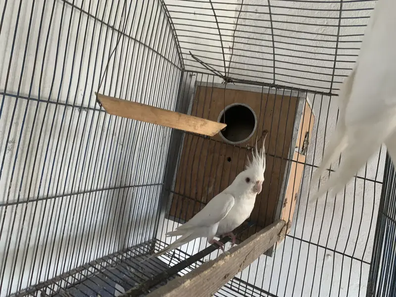 Albino Red eyes cocktail for sale — photo 2
