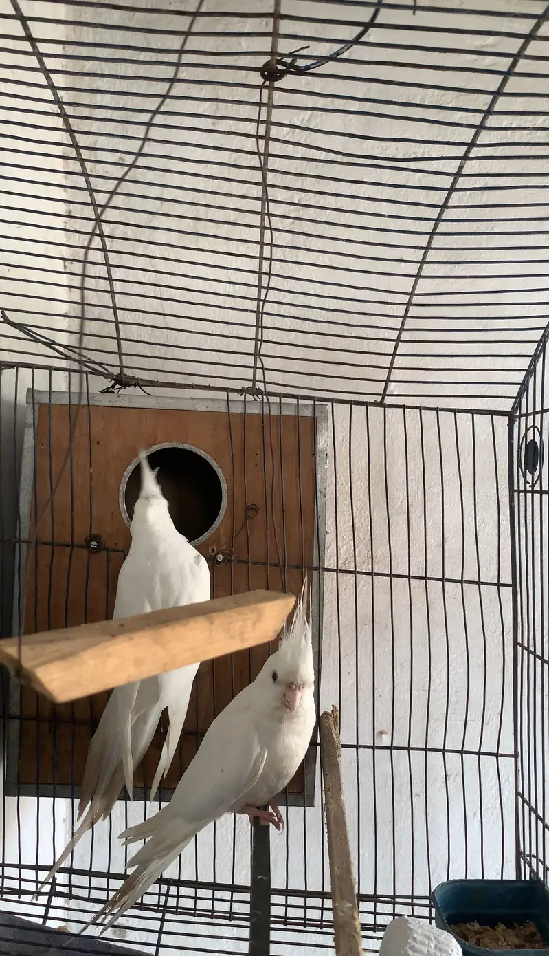 Albino Red eyes cocktail for sale — photo 3