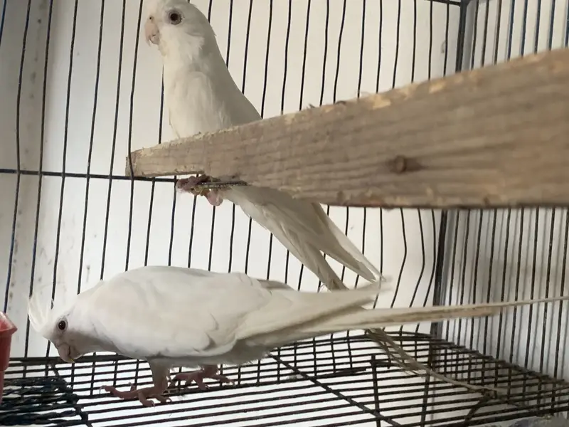 Albino Red eyes cocktail for sale — photo 4