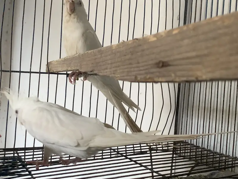 Albino Red eyes cocktail for sale — photo 5