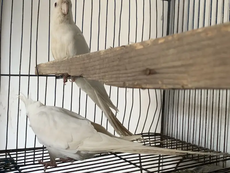 Albino Red eyes cocktail for sale — photo 6