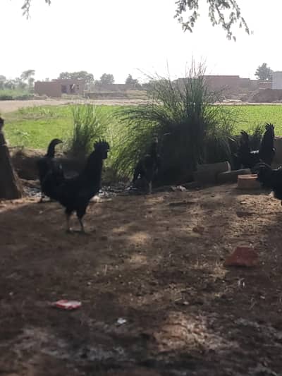 ayam cemani male