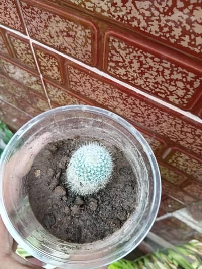 Alovera/cactus/kalanchoe/mango/chilli/purplehurt/money/dupair/wan