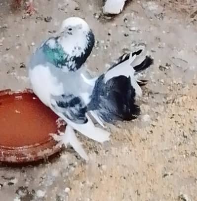 Lakka Jora Manasib Qeemat
