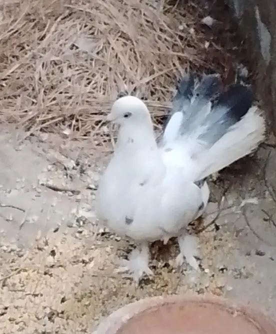 Lakka Jora Manasib Qeemat — photo 2