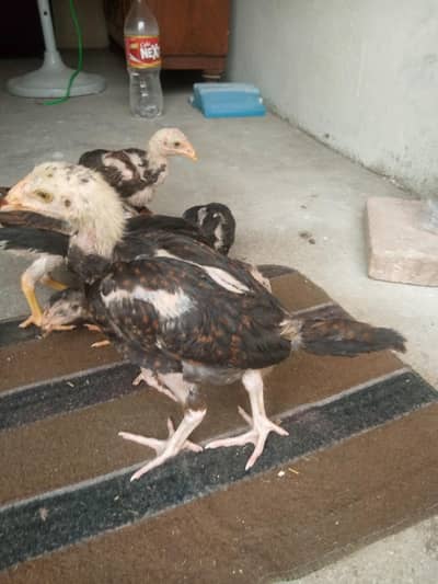 Thai + shamoo crossmix breed 03042409681 total 7 chiks