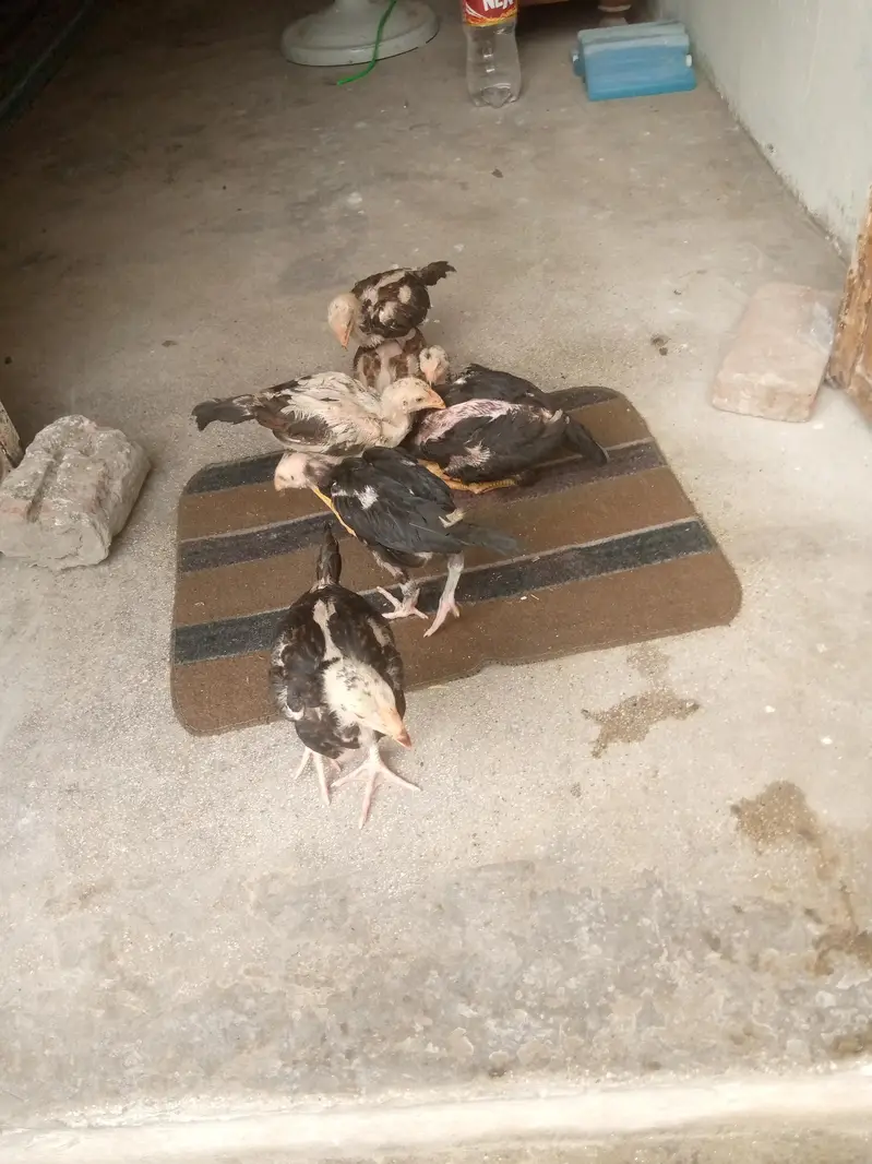 Thai + shamoo crossmix breed 03042409681 total 7 chiks — photo 2