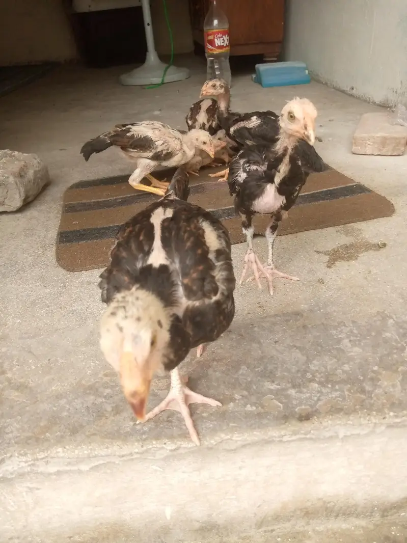 Thai + shamoo crossmix breed 03042409681 total 7 chiks — photo 3
