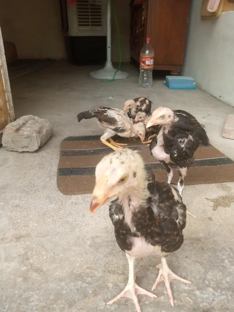 Thai + shamoo crossmix breed 03042409681 total 7 chiks — photo 4