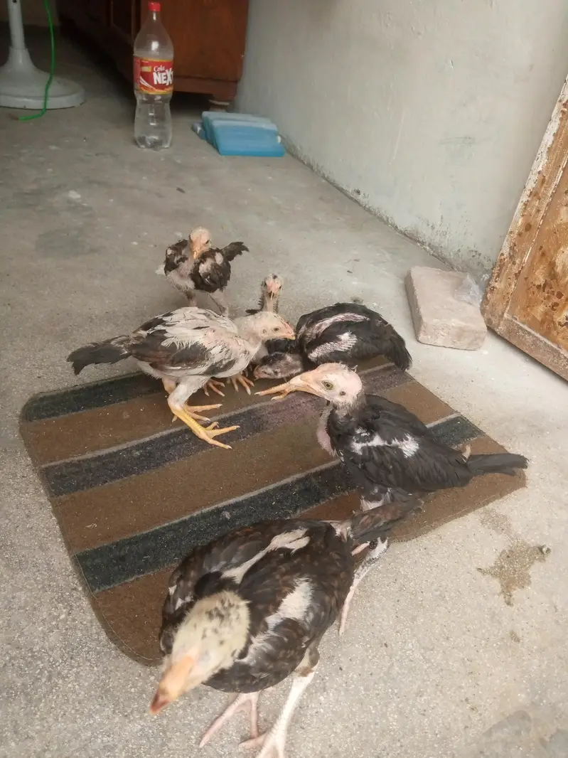 Thai + shamoo crossmix breed 03042409681 total 7 chiks — photo 5