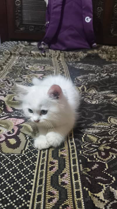 Persian Male Kitten thriple cottad