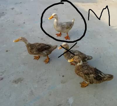 Ducks  for sale
