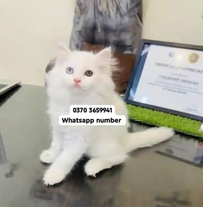 ( Persian Female Kitten ) For sale Contact WhatsApp
