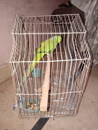 Male Parrot Urgently Sale
