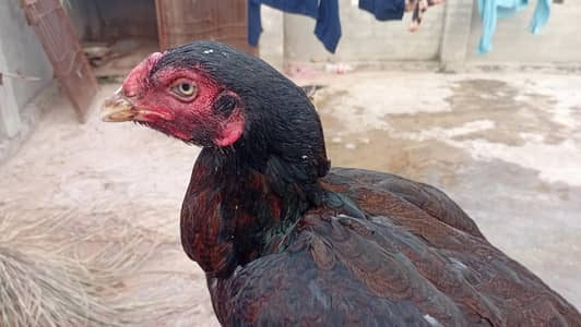 Pure Aseel Hen (Madi) For Sale - Healthy and Active