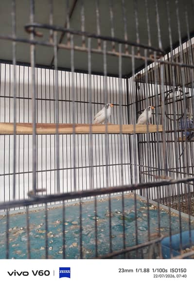 WBC Finch