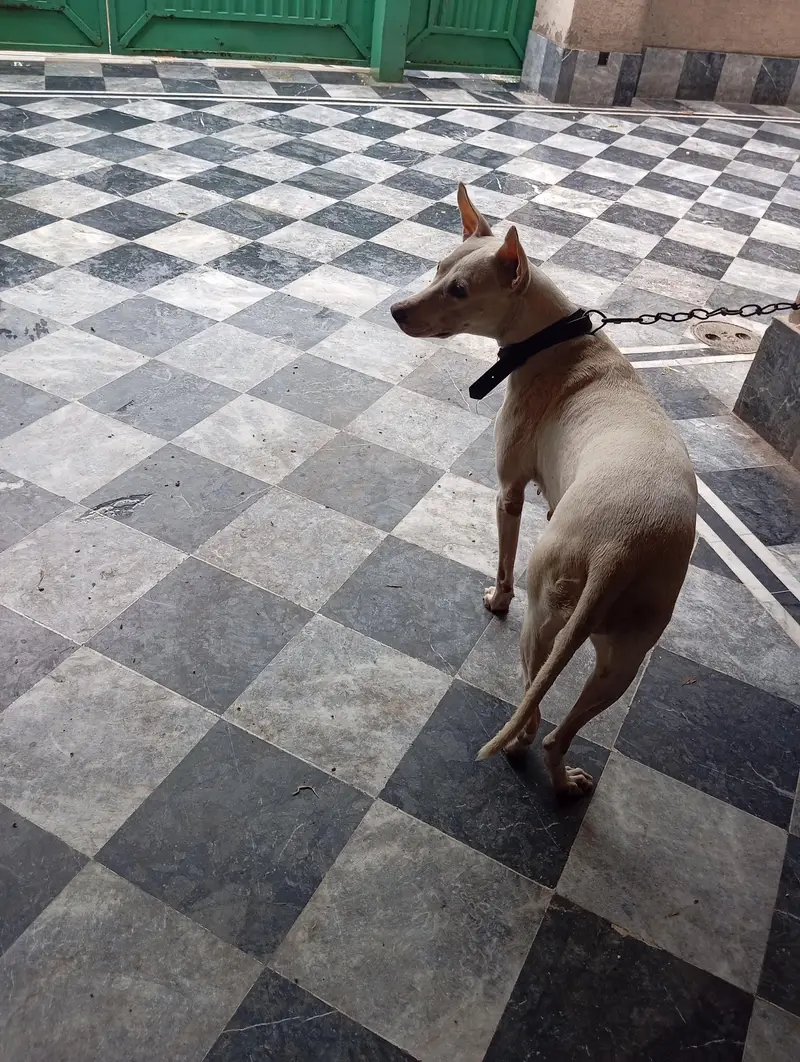 Security k ley bhtreen intkhab 03164915674 Whatsapp no — photo 2