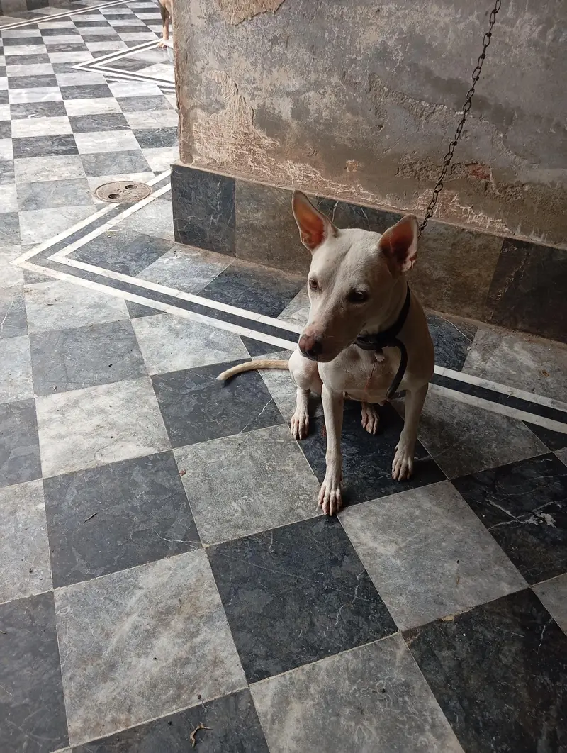 Security k ley bhtreen intkhab 03164915674 Whatsapp no — photo 3
