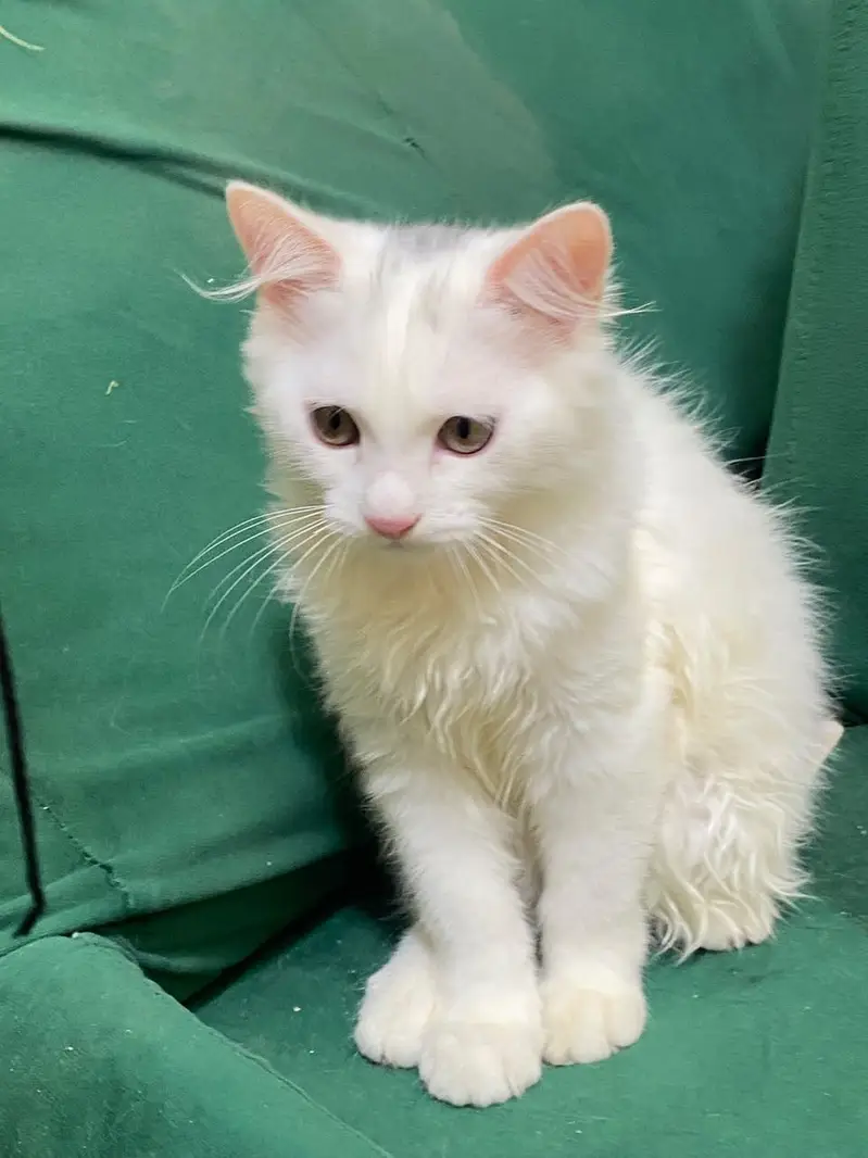 Beautiful White  Hazel Eyes Persian Kitten Available For Loving Family — photo 5