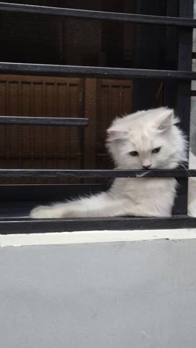 CatsForAdoption