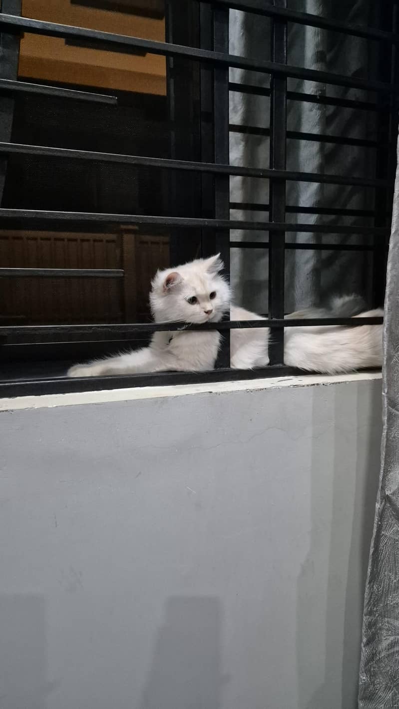 CatsForAdoption 1