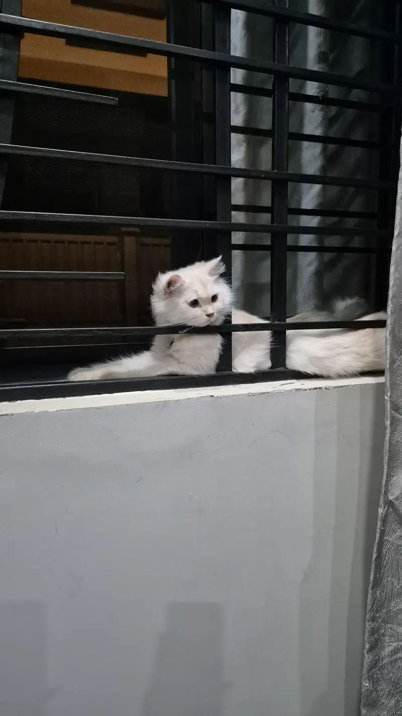 CatsForAdoption — photo 2