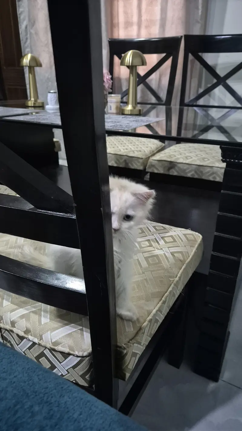 CatsForAdoption — photo 5