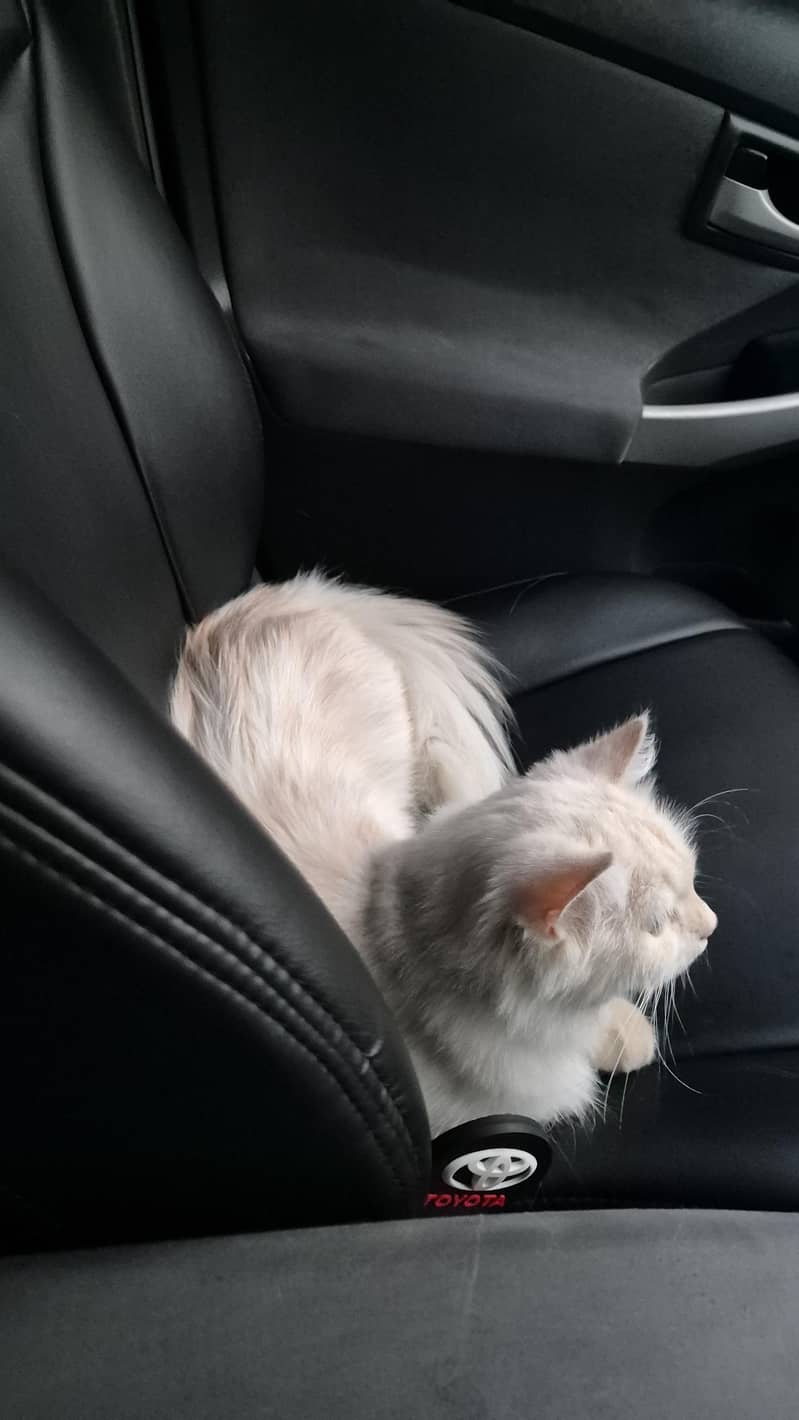 CatsForAdoption 5