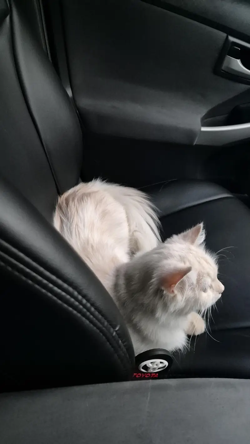CatsForAdoption — photo 6