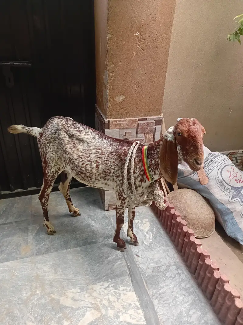 Maki chani got 2 moth ki pragnat . contact us. ( 03271400944)