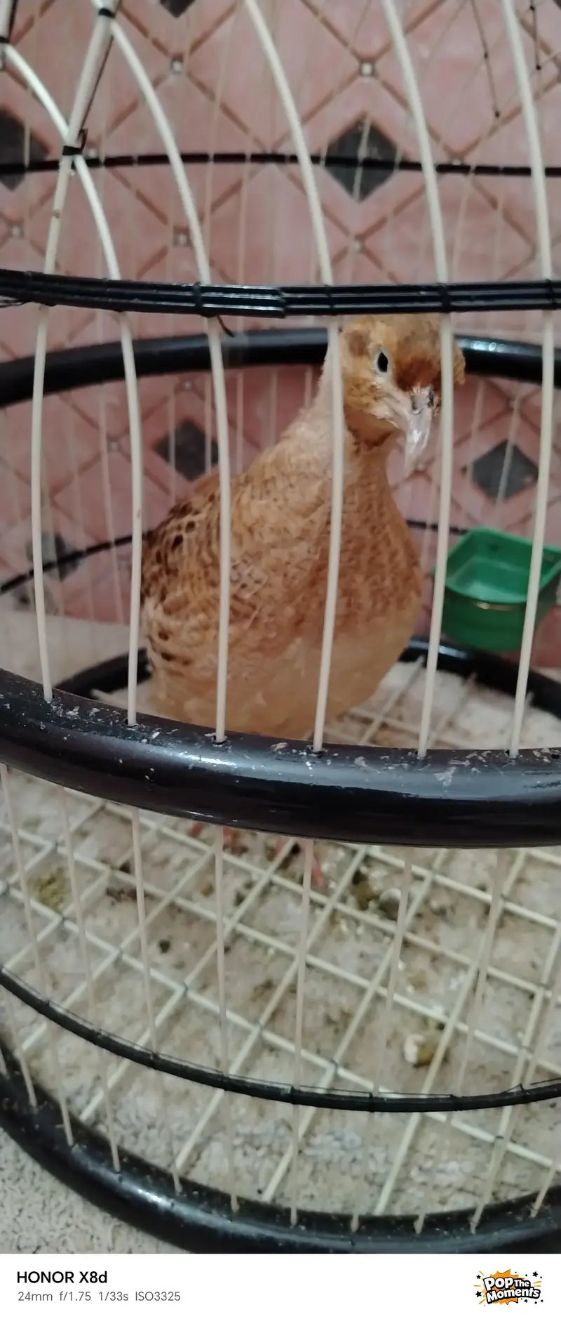 BIRDS for sale very active and healthy(0333-7940701) — photo 2