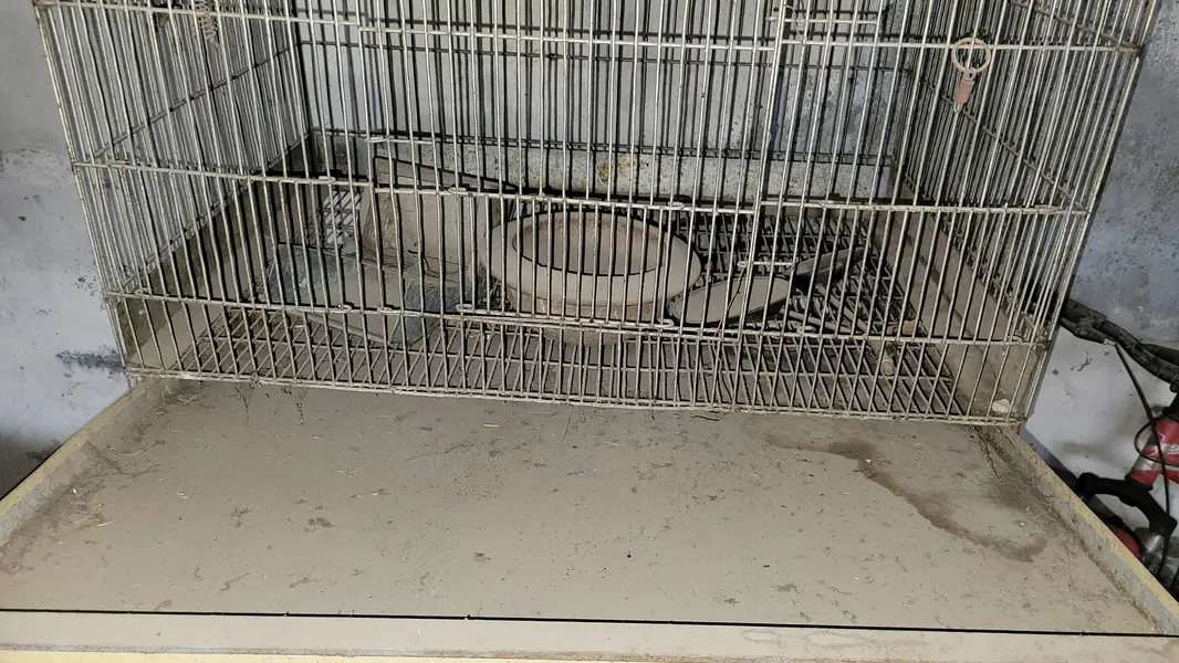heavy cages for sale — photo 7