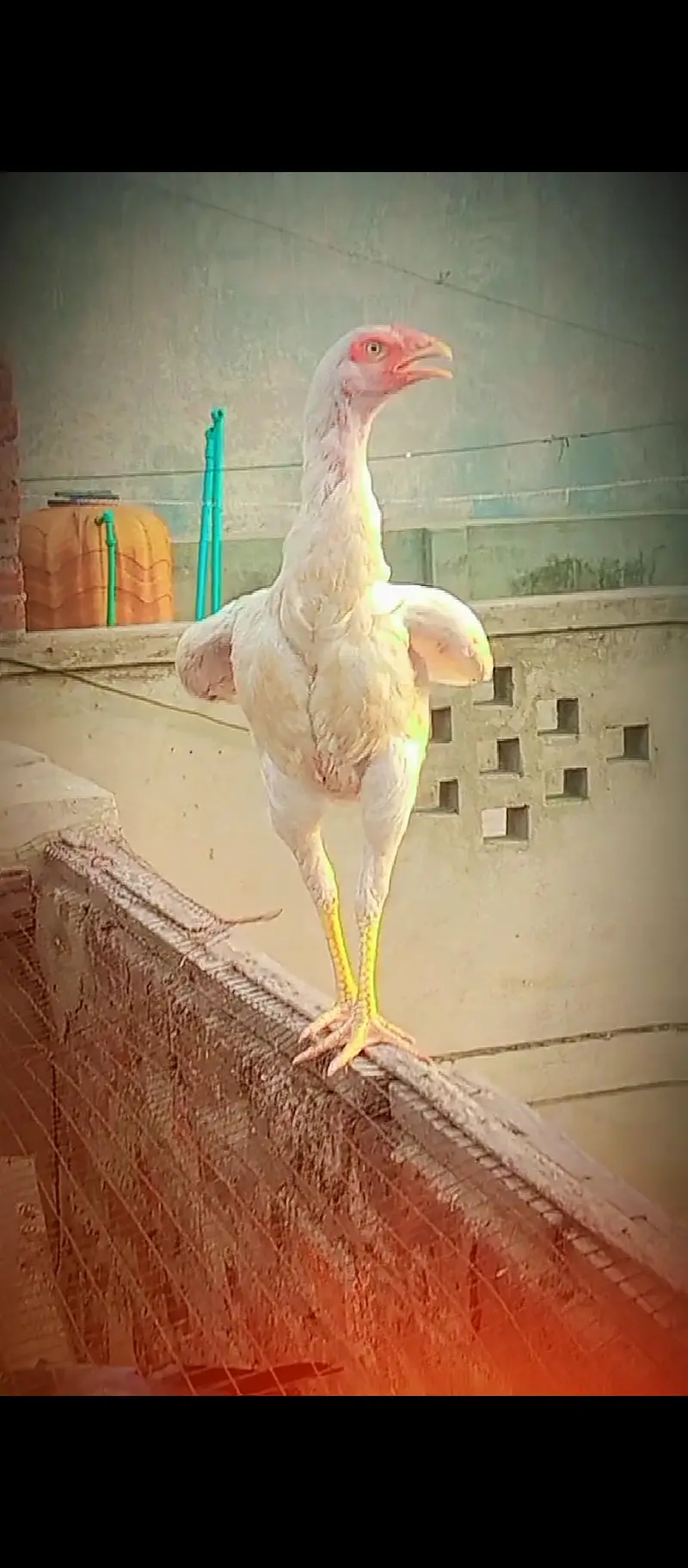heeri female for sale — photo 2