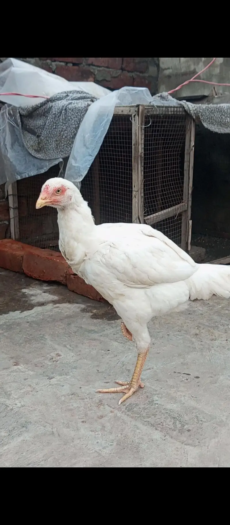 heeri female for sale — photo 3