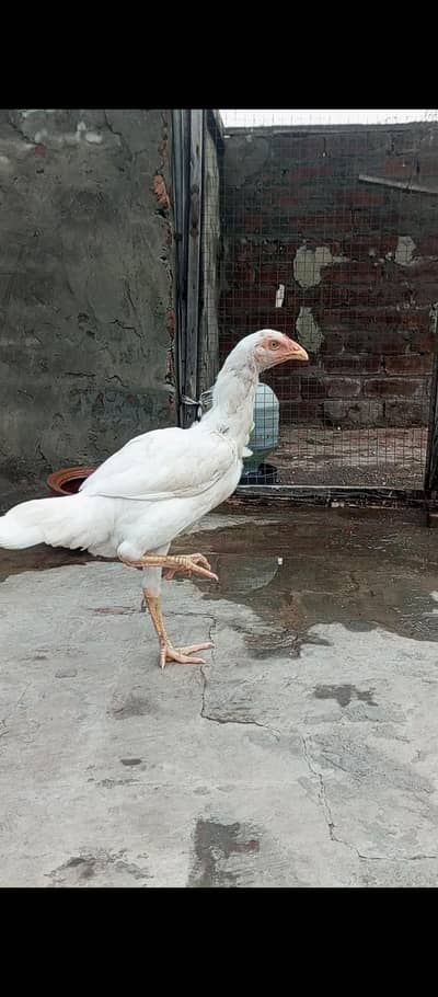 heeri female for sale