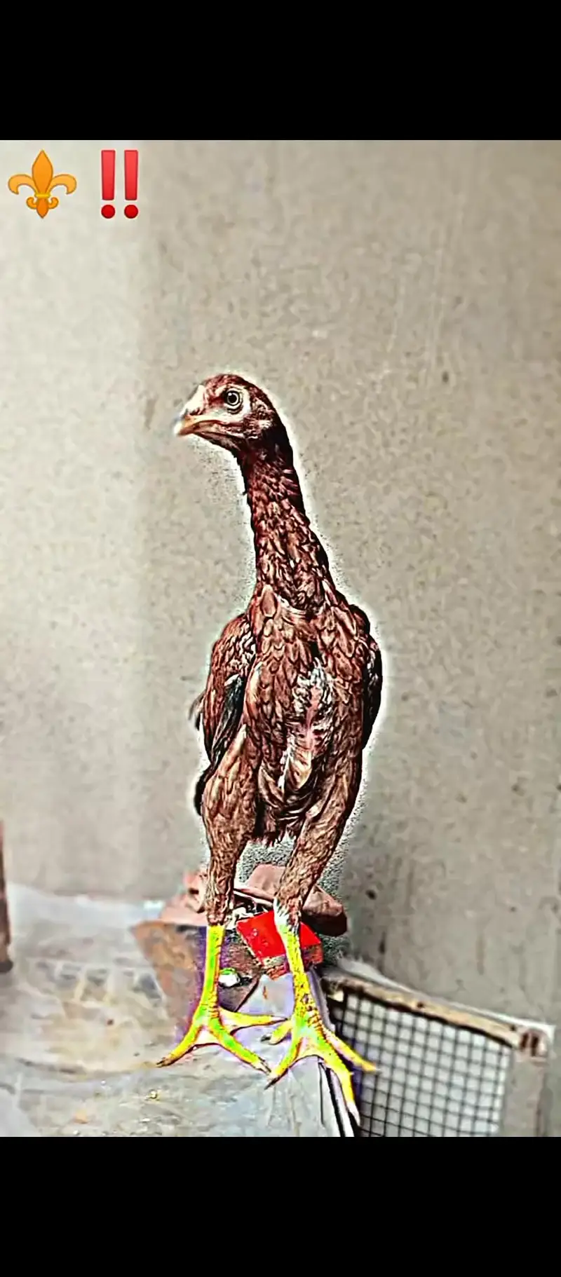 heeri female for sale — photo 4