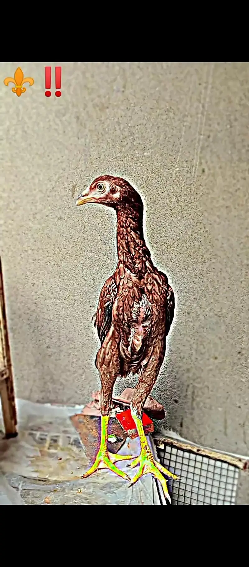 heeri female for sale — photo 5