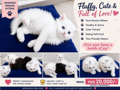 triple coated kittens