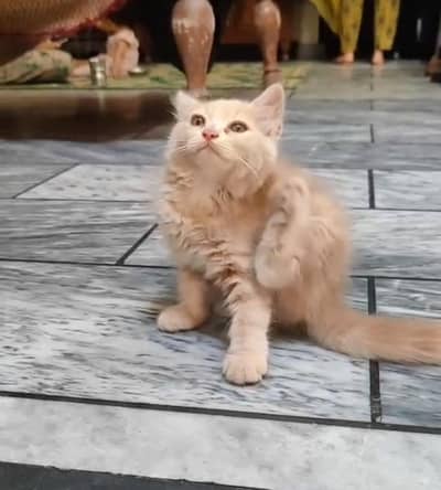 Persian cats 2 pair available 1 pair price 10000 2 pair price 20000