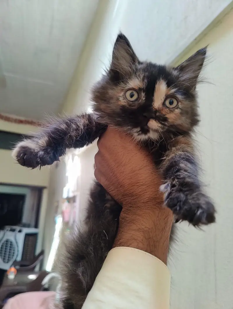 Persian cats 2 pair available 1 pair price 10000 2 pair price 20000 — photo 2
