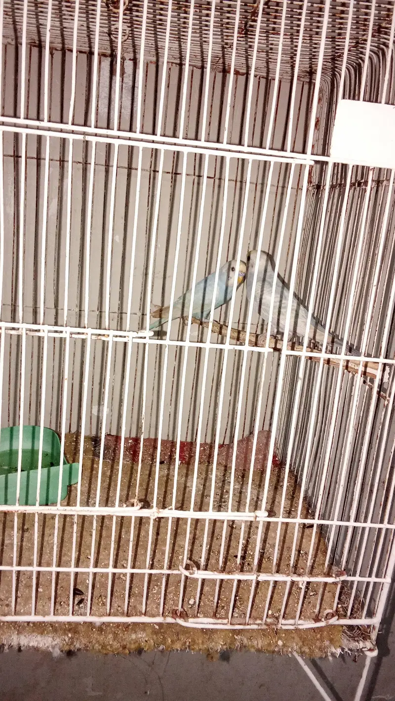 healthy rainbow pair . — photo 2