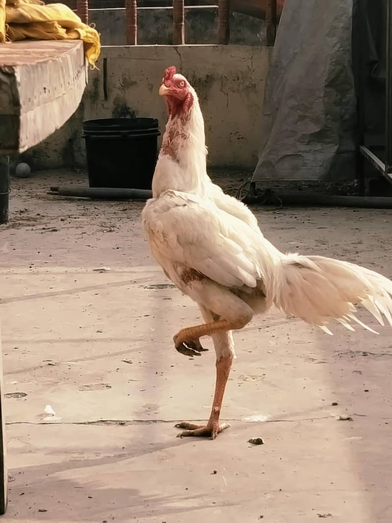 12345 1